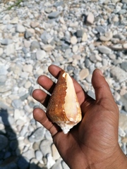 Titanostrombus galeatus