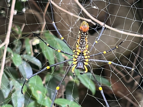 Giant Golden Orbweaver