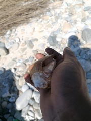 Titanostrombus galeatus