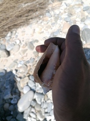 Titanostrombus galeatus