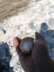 Titanostrombus galeatus