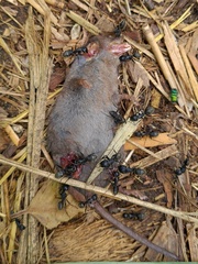 Crocidura suaveolens gueldenstaedtii