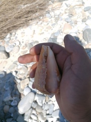 Titanostrombus galeatus