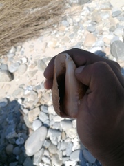 Titanostrombus galeatus