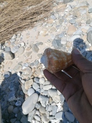 Titanostrombus galeatus