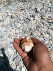 Titanostrombus galeatus