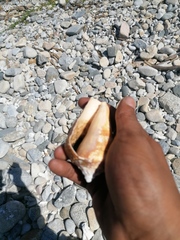 Titanostrombus galeatus