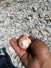 Titanostrombus galeatus