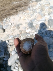 Titanostrombus galeatus