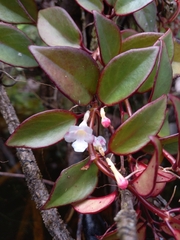 Codonanthopsis crassifolia