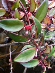 Codonanthopsis crassifolia