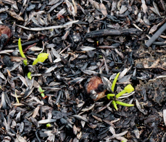 Phylloglossum drummondii
