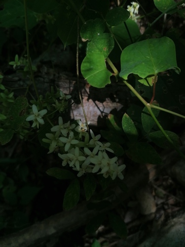 Rockroot (Agdestis clematidea)