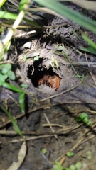 Megaphobema robustum