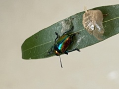 Platycorynus parryi