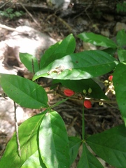 Paullinia pinnata