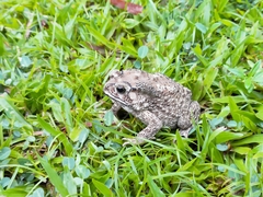 Duttaphrynus melanostictus