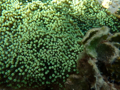 Euphyllia