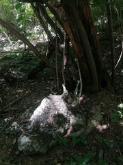 Ibervillea hypoleuca