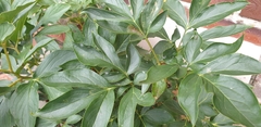 Paeonia lactiflora
