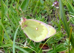Colias phicomone