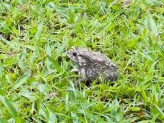 Duttaphrynus melanostictus