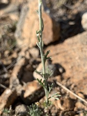 Brachanthemum mongolorum