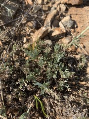 Brachanthemum mongolorum