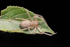 Monapia dilaticollis