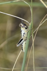 Phoetaliotes