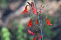 Penstemon barbatus torreyi