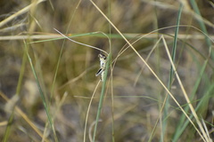 Phoetaliotes