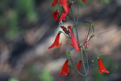 Penstemon barbatus torreyi