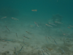 Atherinomorus lacunosus