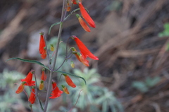 Penstemon barbatus torreyi