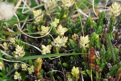 Cassiope tetragona