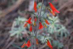 Penstemon barbatus torreyi
