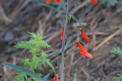 Penstemon barbatus torreyi