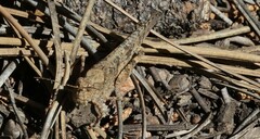 Trimerotropis fratercula