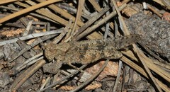 Trimerotropis fratercula