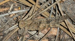 Trimerotropis fratercula