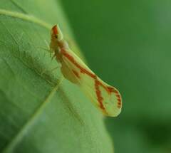 Otiocerus coquebertii