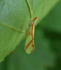 Otiocerus coquebertii