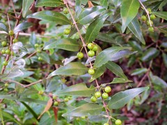 Memecylon pauciflorum