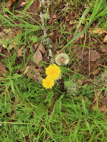 brown-fruited dandelion (Taraxacum fulvicarpum)