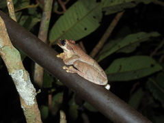 Osteocephalus planiceps