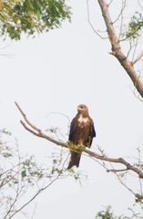 Milvus migrans govinda