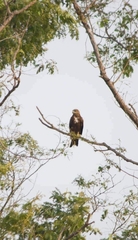 Milvus migrans govinda