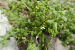 Heliotropium angiospermum
