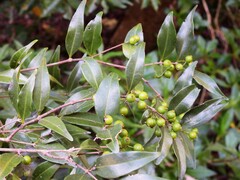 Memecylon pauciflorum